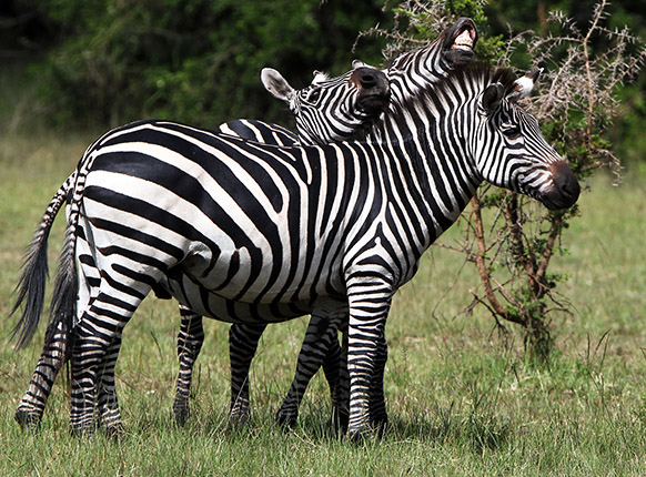 Lake Mburo Safaris Uganda