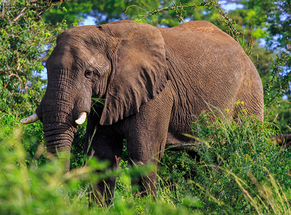 Safari to Murchison falls National Park
